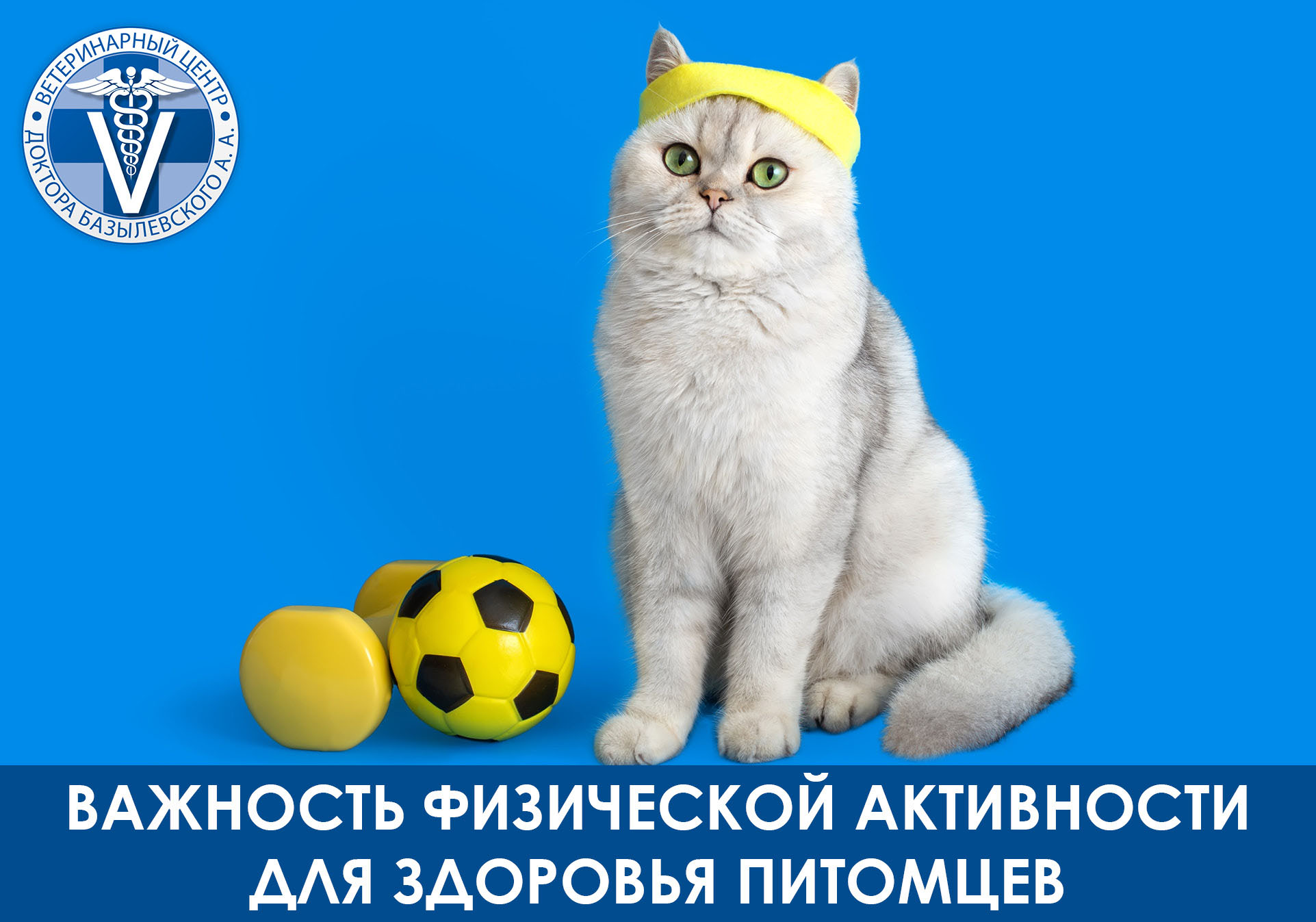 Важность физической активности для здоровья домашних животных